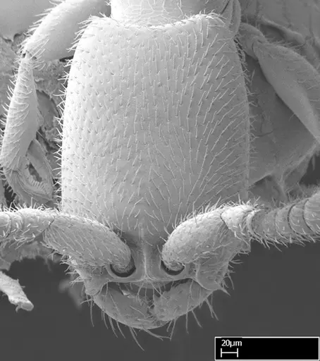 Leptanilloides gracilis - CASENT0234585