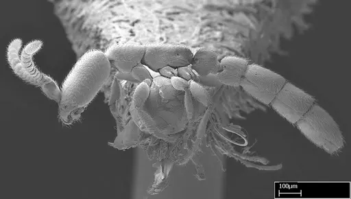 Leptanilloides gracilis - CASENT0234585