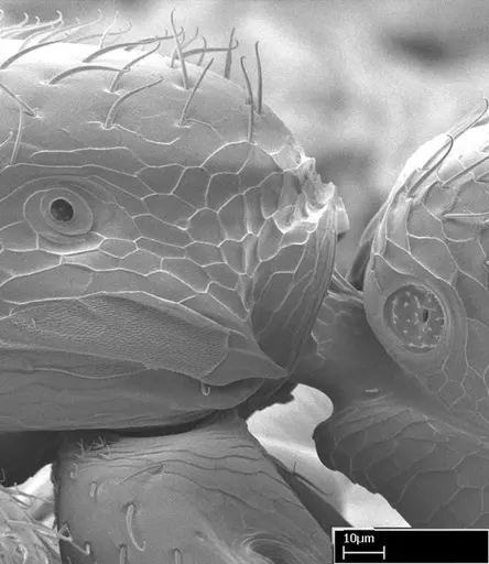 Leptanilloides gracilis - CASENT0234585