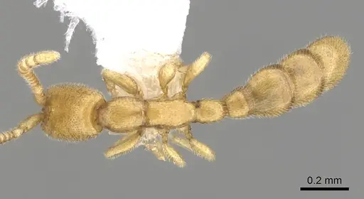 Leptanilloides gracilis - CASENT0249448