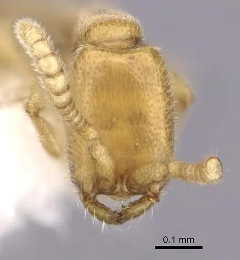 Leptanilloides gracilis - CASENT0249448