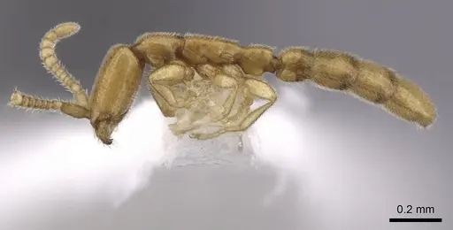 Leptanilloides gracilis - CASENT0249448