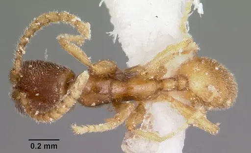 Leptanilloides manauara specimen