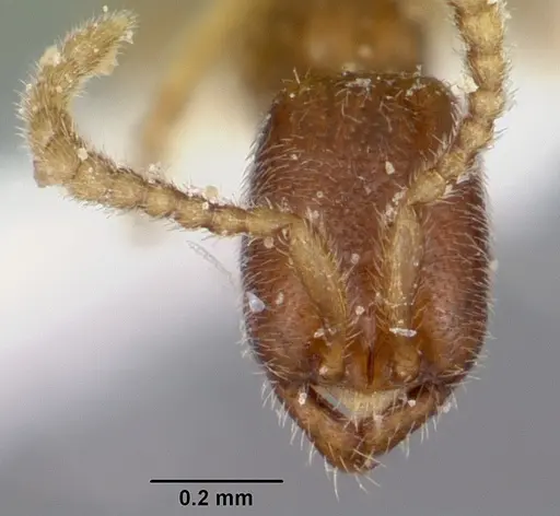 Leptanilloides manauara specimen