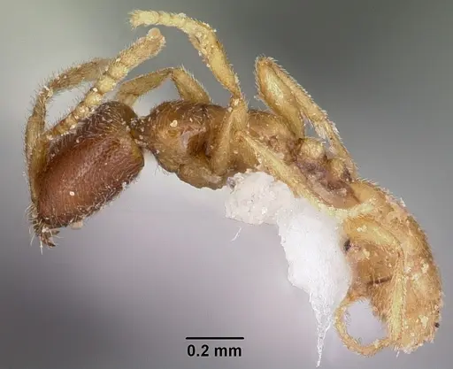 Leptanilloides manauara specimen