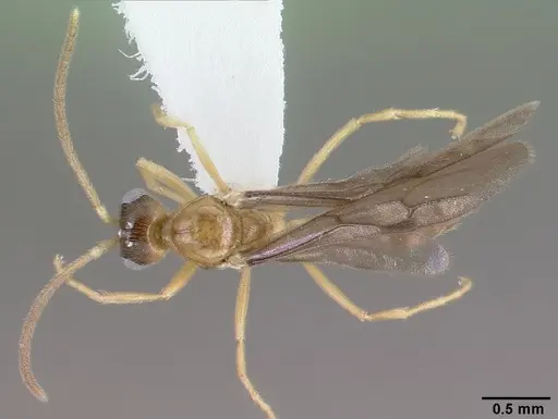 Leptanilloides mckennae specimen