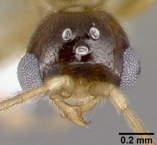 Leptanilloides mckennae specimen