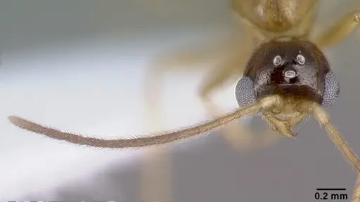 Leptanilloides mckennae specimen