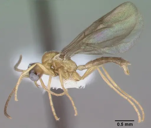 Leptanilloides mckennae - CASENT0010699