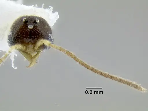 Leptanilloides mckennae - CASENT0106086