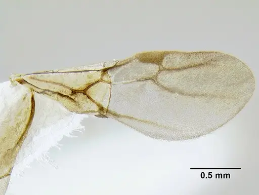 Leptanilloides mckennae - CASENT0106086