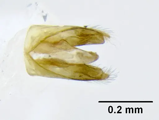 Leptanilloides mckennae - CASENT0106086