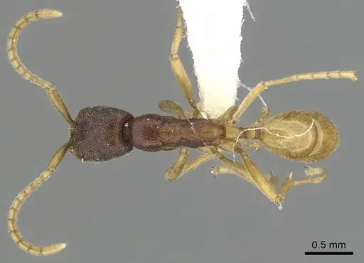 Leptanilloides mckennae - INBIOCRI001281144