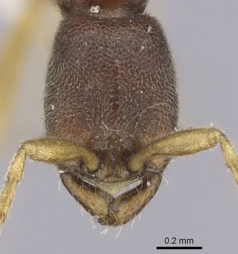 Leptanilloides mckennae - INBIOCRI001281144