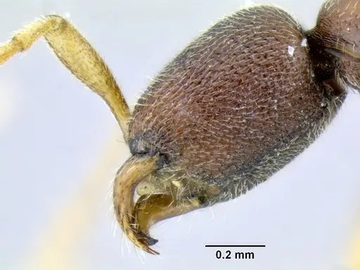 Leptanilloides mckennae - INBIOCRI001281144