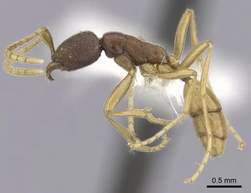 Leptanilloides mckennae - INBIOCRI001281144