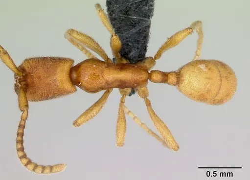 Leptanilloides nubecula specimen