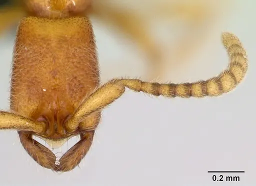 Leptanilloides nubecula specimen