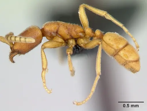 Leptanilloides nubecula specimen