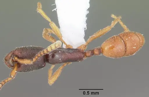 Leptanilloides nubecula - CASENT0103062