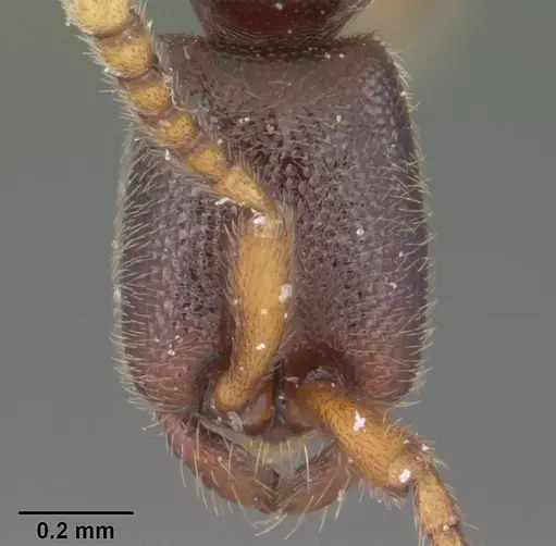 Leptanilloides nubecula - CASENT0103062