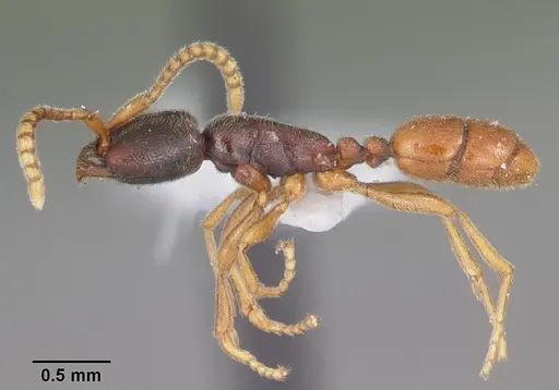 Leptanilloides nubecula - CASENT0103062