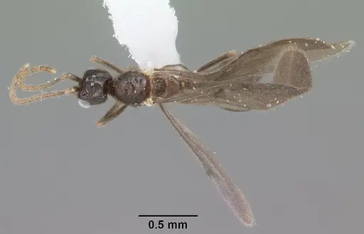 Leptanilloides nubecula - CASENT0103063