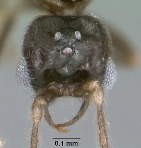 Leptanilloides nubecula - CASENT0103063