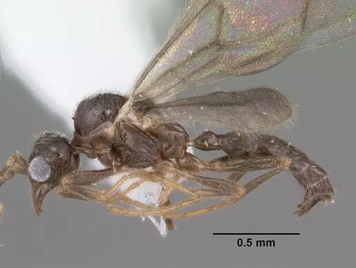 Leptanilloides nubecula - CASENT0103063