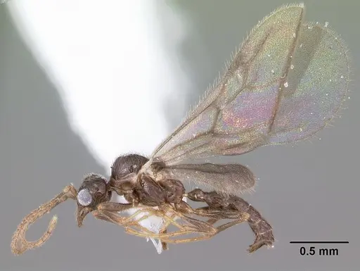 Leptanilloides nubecula - CASENT0103063