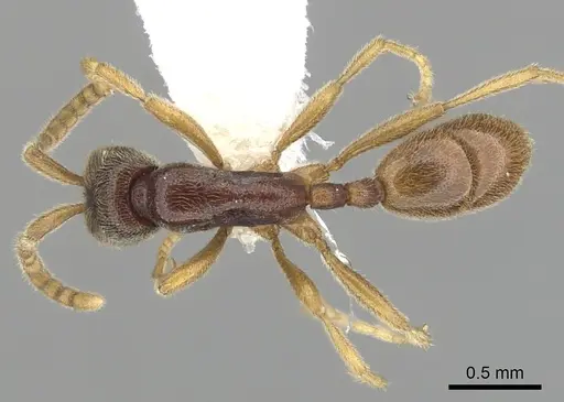 Leptanilloides nubecula - CASENT0234621