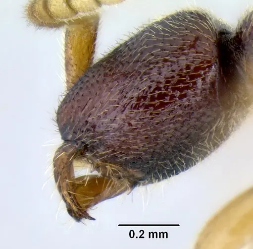 Leptanilloides nubecula - CASENT0234621