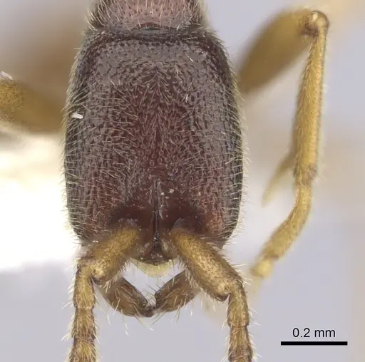 Leptanilloides nubecula - CASENT0249633