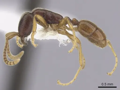 Leptanilloides nubecula - CASENT0249633