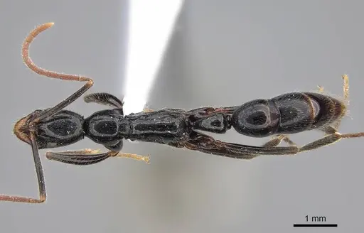 Leptogenys academica specimen