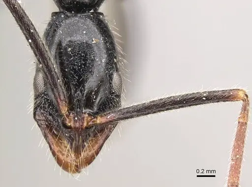 Leptogenys academica specimen