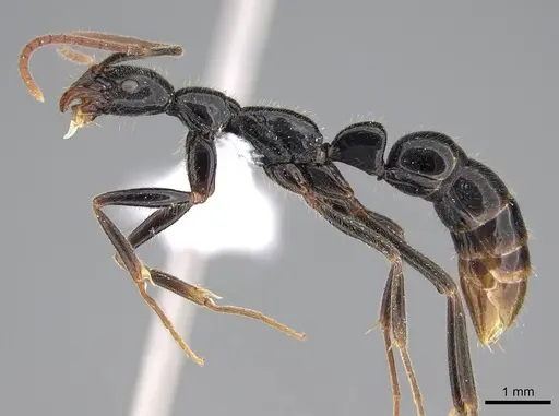 Leptogenys academica specimen