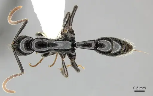 Leptogenys acutangula specimen