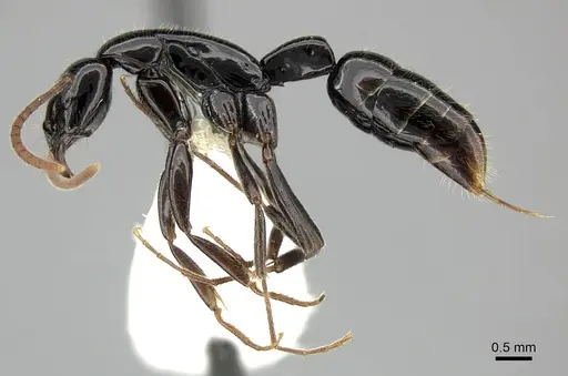 Leptogenys acutangula specimen