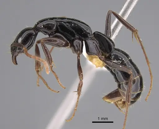 Leptogenys acutangula - CASENT0887821