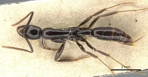 Leptogenys acutangula - CASENT0903946