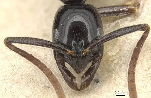 Leptogenys acutangula - CASENT0903946