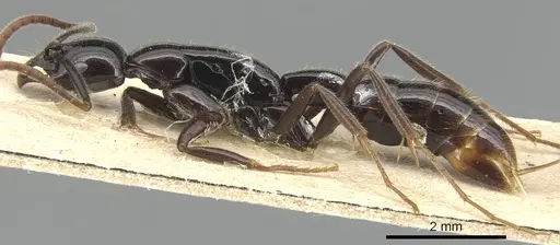 Leptogenys acutangula - CASENT0903946