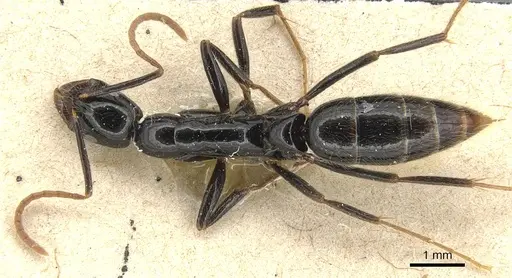 Leptogenys acutangula - CASENT0903947