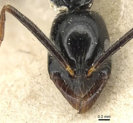 Leptogenys acutangula - CASENT0903947