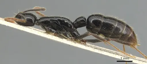 Leptogenys acutangula - CASENT0903947