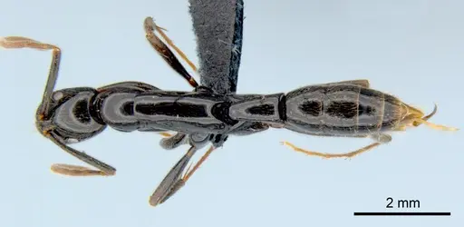 Leptogenys acutangula - CSIRONC0011