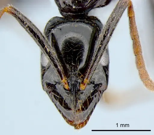 Leptogenys acutangula - CSIRONC0011