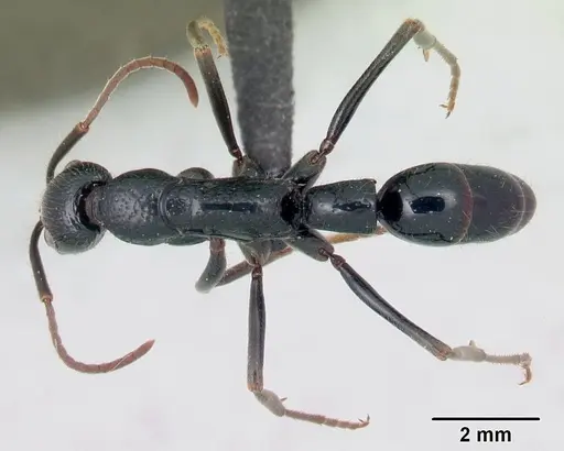 Leptogenys acutirostris specimen