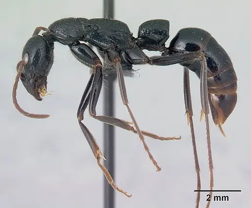 Leptogenys acutirostris specimen